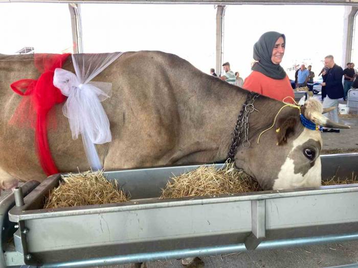 Süt Sağma Yarışmasında Renkli Görüntüler Yaşandı