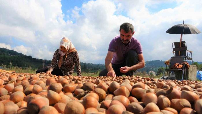 Fındık Üreticilerinin Zorlu Kurutma Mesaisi