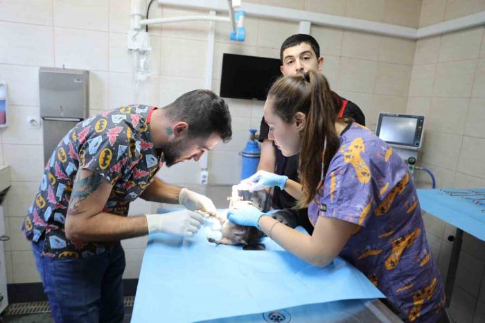 Yalova’da Olta Kancasına Takılan Kirpi Tedavi Altına Alındı