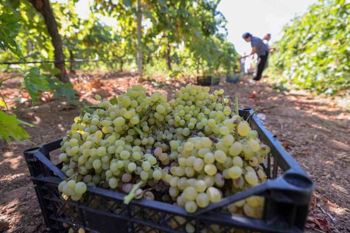 Buca Bağlarında Hasat Başladı