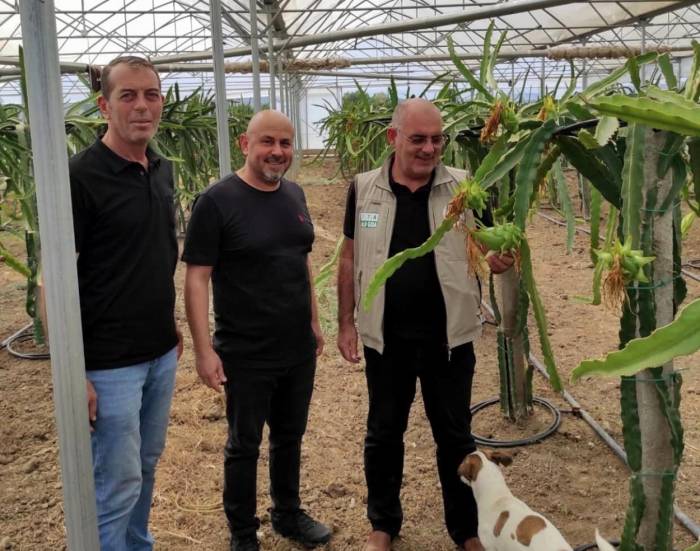 Mudanya’da Ejder Meyvesi Yetiştirdi