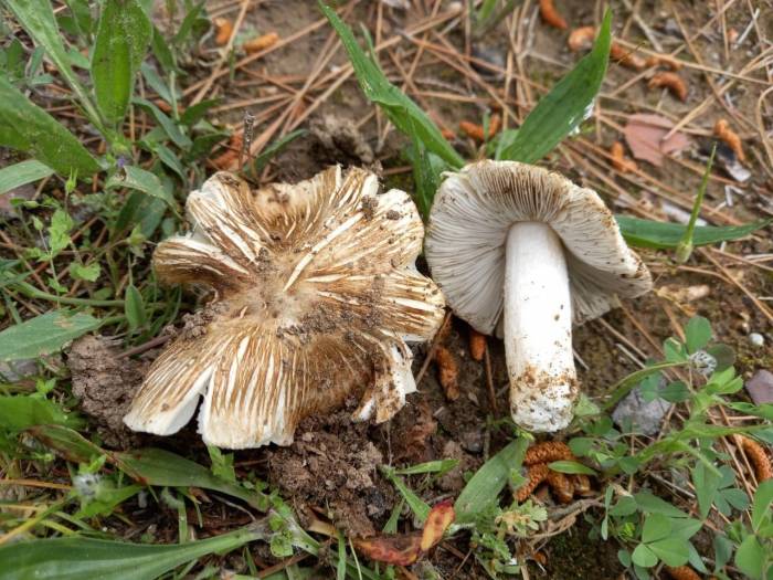 Dünyaya Tanıtılan Yeni Mantar Türüne ‘Pamukkale’ İsmi Verildi