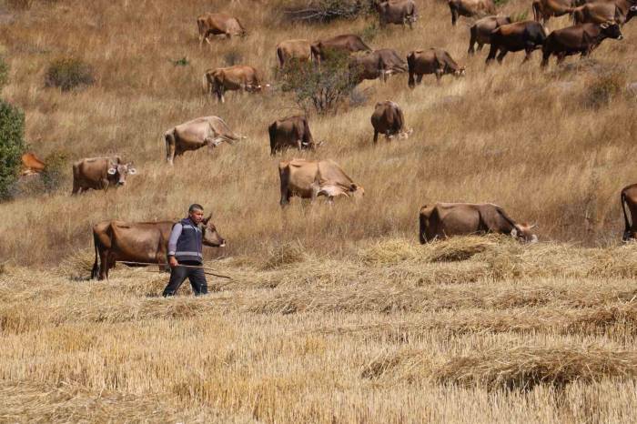 30 Bin Tl Maaşla Çoban Bulamayınca Çözümü Nöbetleşmekte Buldular