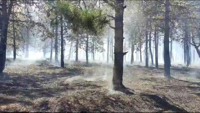 Tekirdağ’daki Orman Yangını Kontrol Altına Alındı