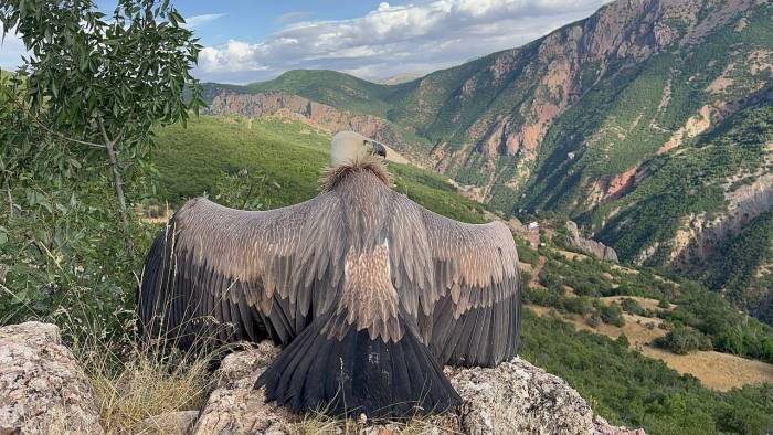 Ergen Akbabanın Uçma Egzersizi Kamerada