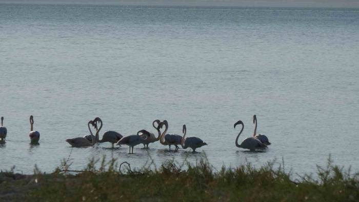 Kuraklıkla Boğuşan Burdur Gölü’nde Allı Turnaların Son Dansları