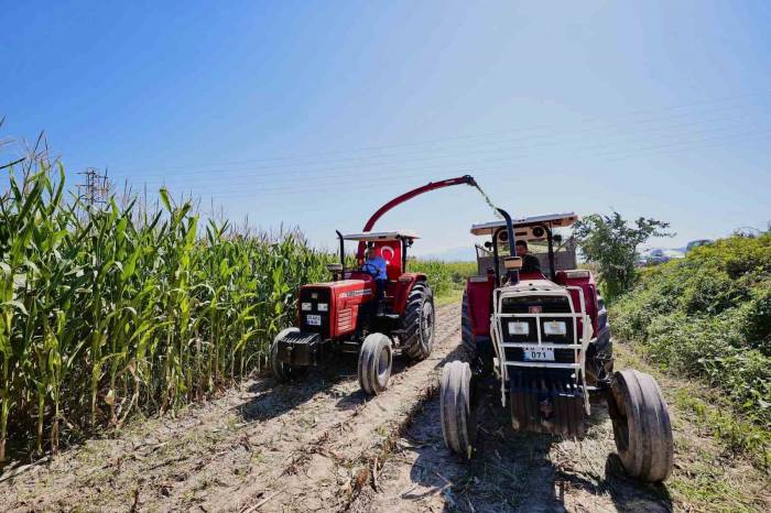Silajlık Mısır Hasadı Tarla Günü İle Kutlandı