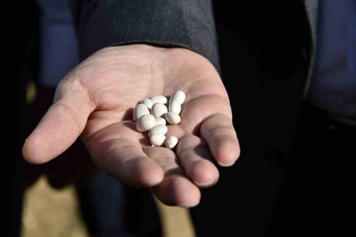 Gümüşhane’de Kuru Fasulye Hasadı Devam Ediyor