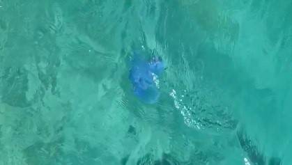 Denizanaları Foça’dan Sora Çeşme Kıyılarında Da Panik Oluşturdu