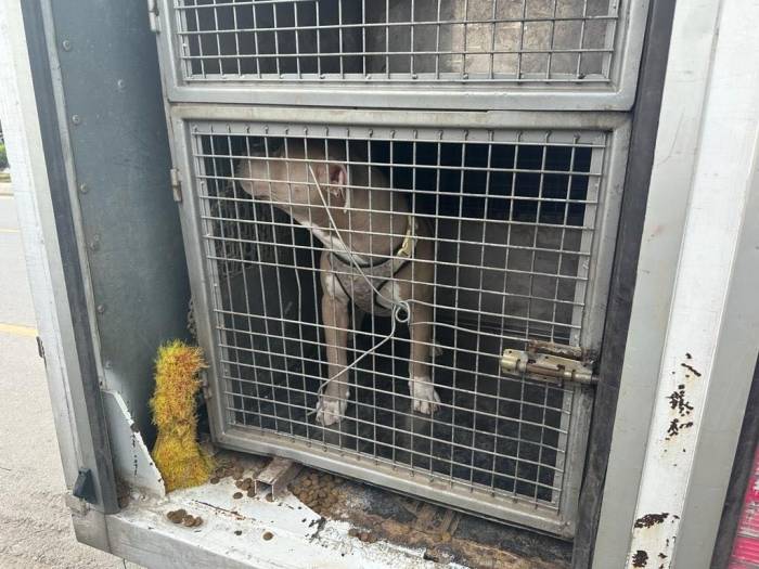 Mersin’de 143 Yasaklı Irk Köpek Bakımevine Teslim Edildi