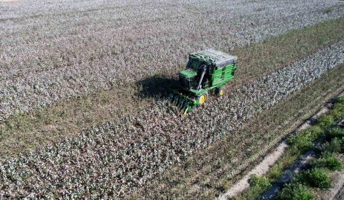 Adana’da Pamuk Hasadı Başladı