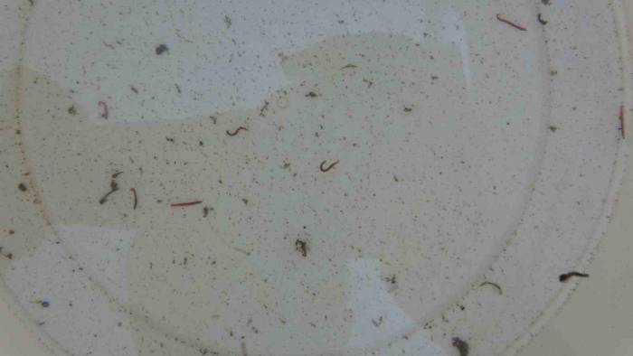 Adıyaman’da Musluklardan Kurtçuk Aktı