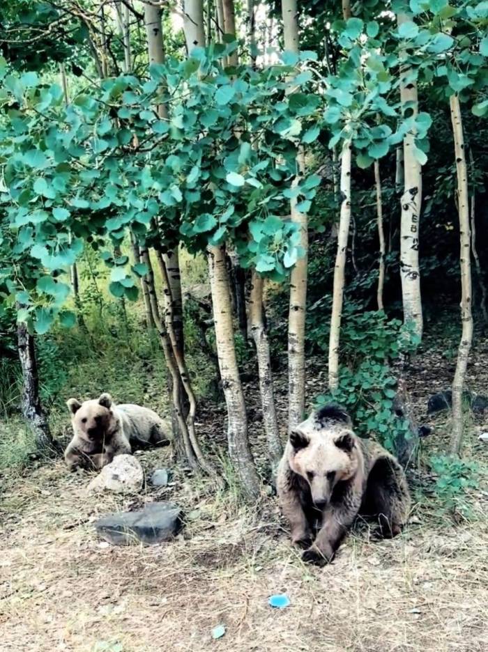 Ayıların Saldırmadığını Ve Zarar Vermediğini Söyleyen Kampçıya Ayı Saldırdı