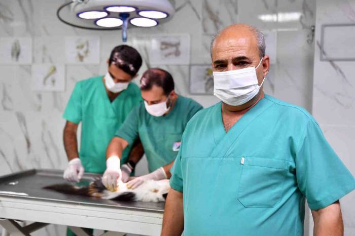 Mersin’de Kontrolsüz Üremenin Önüne Geçmek İçin Sokak Hayvanları Kısırlaştırılıyor