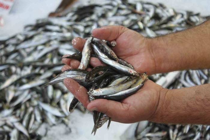 Ordulu Balıkçılar Hamsiden Umutlu