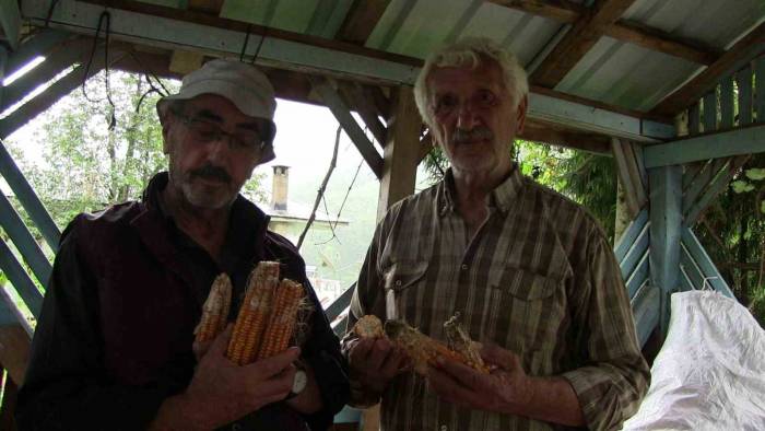 Artvin’de Kahverengi Kokarca Böeceği İstilası