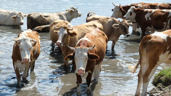 Büyükbaş Ve Küçükbaş Hayvan Sayısında Azalma Yaşandı