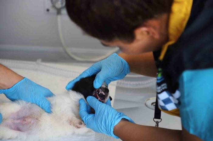 Büyükçekmece’de "Cango", Sokak Hayvanlarının Hizmetinde Olacak