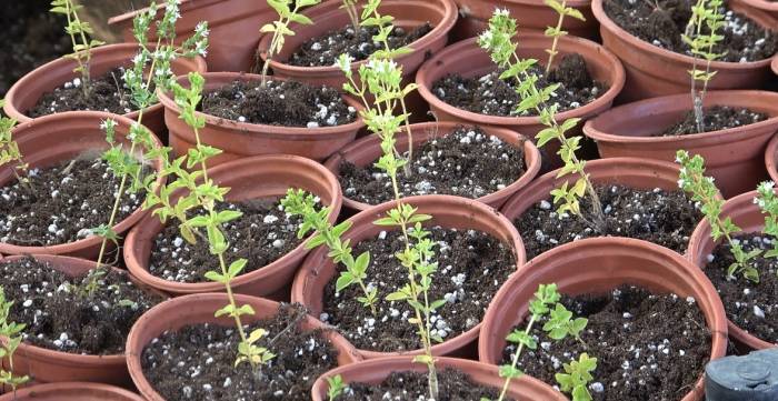 Üniversitede Yetiştirilen Kekik, Üreticilere Gelir Kaynağı Olacak