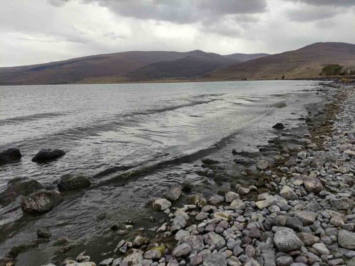 Çıldır Gölü Yeşile Büründü