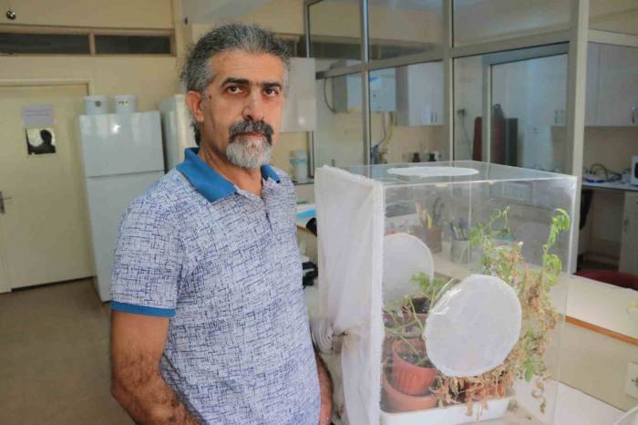 Çiftçinin Kabusu ‘Tuta’ya Karşı Doğal Düşman: ‘Bracon Didemie’