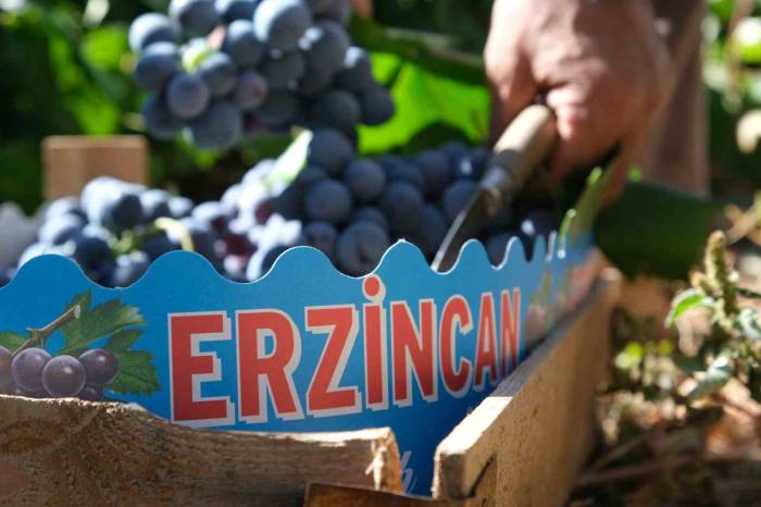 Cimin Üzümünün Bu Sene Tadı Kaçtı