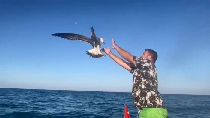 Oltanın Ucundaki Balığa Saldıran Martı Kancaya Takıldı
