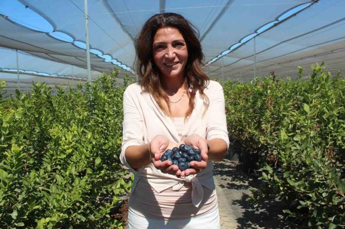 Yaban Mersini Hayatını Değiştirdi