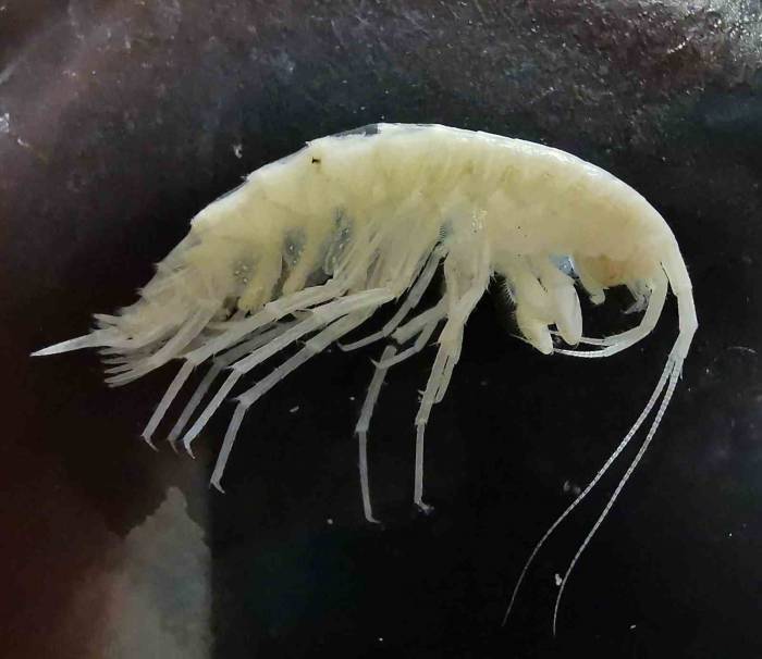 Türkiye’nin En Derin 3’üncü Mağarasında Yeni Bir ’yangıç’ Türü Keşfedildi