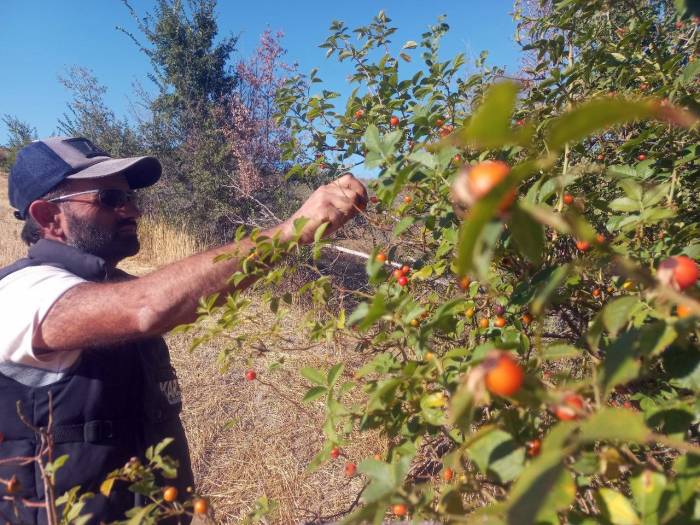 Kış Aylarının Vazgeçilmez Şifa Deposu Kuşburnunda Zorlu Mesaisi Başladı