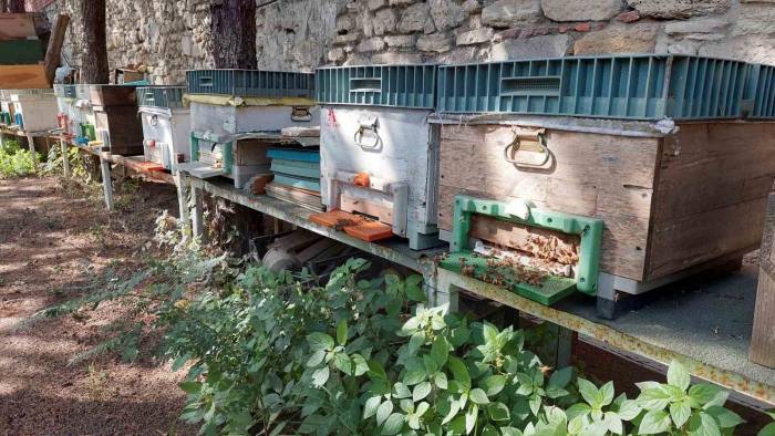 Zeytinburnu’nda Bal Toplama Hasadı Yapıldı