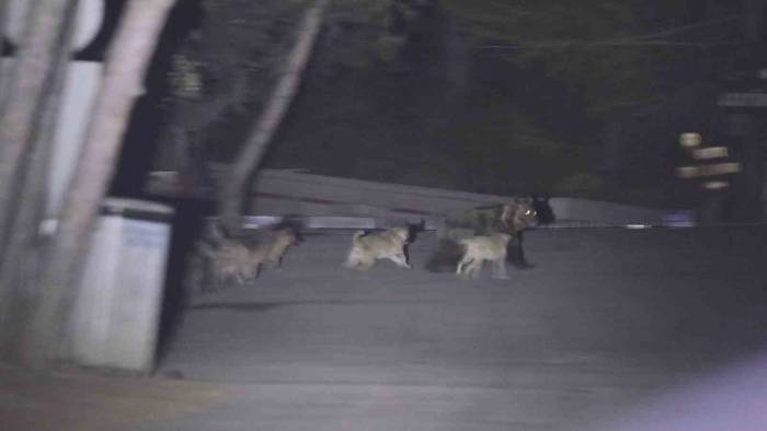Başıboş Köpeklerin Ayıya Saldırdığı Anlar Kamerada