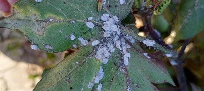 Aydın’da Pamukta Unlu Bit Mücadelesi Sürüyor