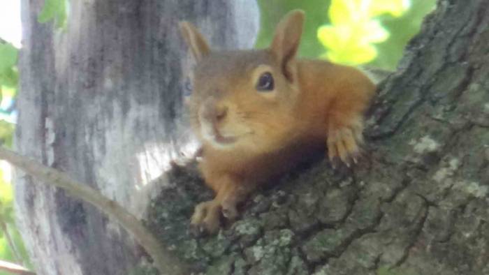 Sincaplar Orman İşletmesinin Maskotu Oldu