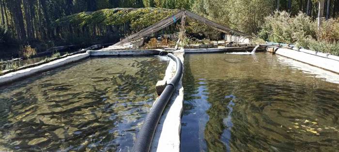 Deniz Olmayan Sivas’ta Balık Sağımı Başladı