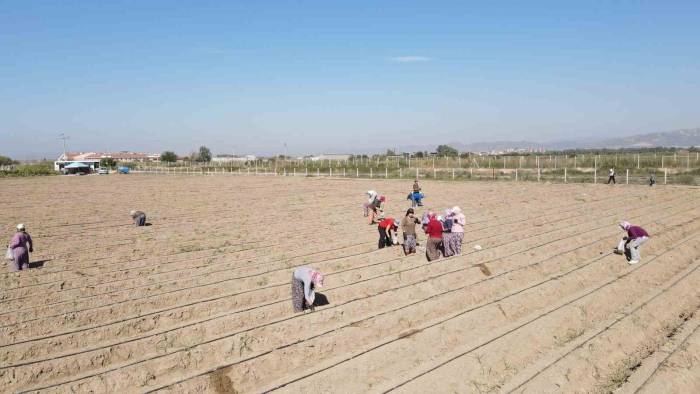 Efeler Belediyesi 4 Futbol Sahası Büyüklüğündeki Arazide Şevketibostan Üretiyor