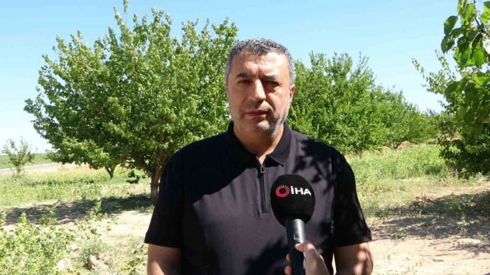 Depremin Vurduğu Malatya’da Kayısı Yüz Güldürüyor