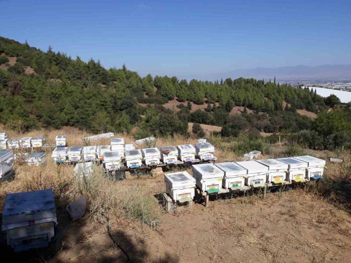 Arı Kuşları 25 Kovanı Telef Etti