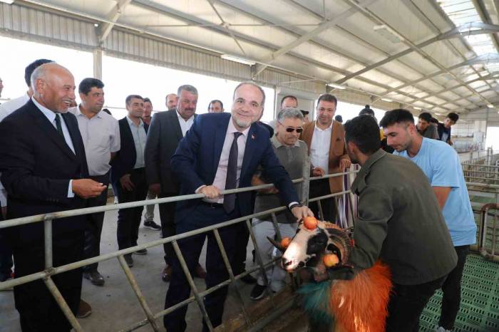 Rengarenk Boyandılar, Koyunların Arasına Salındılar