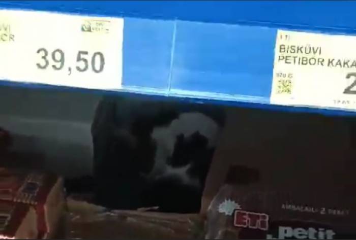 Sultangazi’de Bim’e Giren Kedi Ürünlerin Arasında Dolaştı