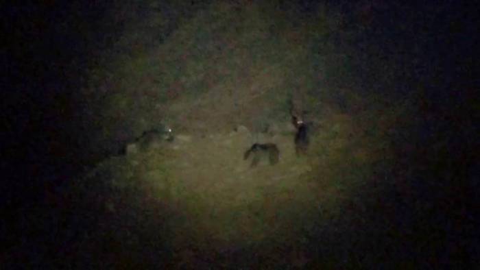 Kurt, Bozayılarla Birlikte Yiyecek Aradı