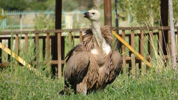 Nesli Tehlikede Olan Kızıl Akbaba Tedavi Altına Alındı