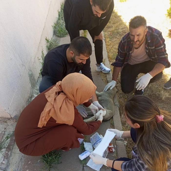 Yavru Köpeği Tedavi Eden Sağlık Çalışanlarına Başarı Belgesi Verildi