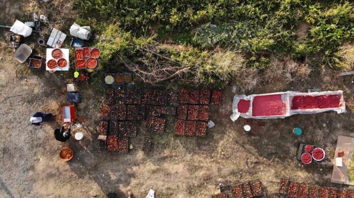 Tatvan’da Salça Kadınların Gelir Kapısı Haline Geldi