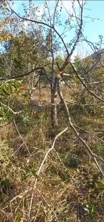 Köye İnen Ayı, Ağaçları Kırıp Elmaları Yedi