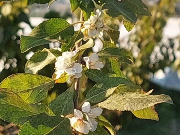 Çiçek Açan Erik Ağacı Şaşırttı