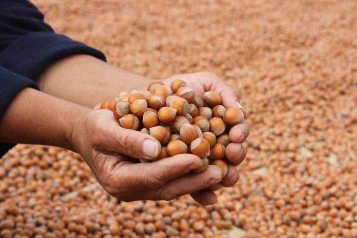 Ordu’da Serbest Piyasada Fındık 100 Lirayı Aştı