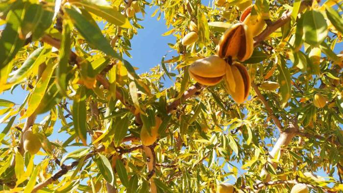 Sivas’ta Yapılamaz Denileni Başardı, 10 Yılın Ardından Hasada Başladı