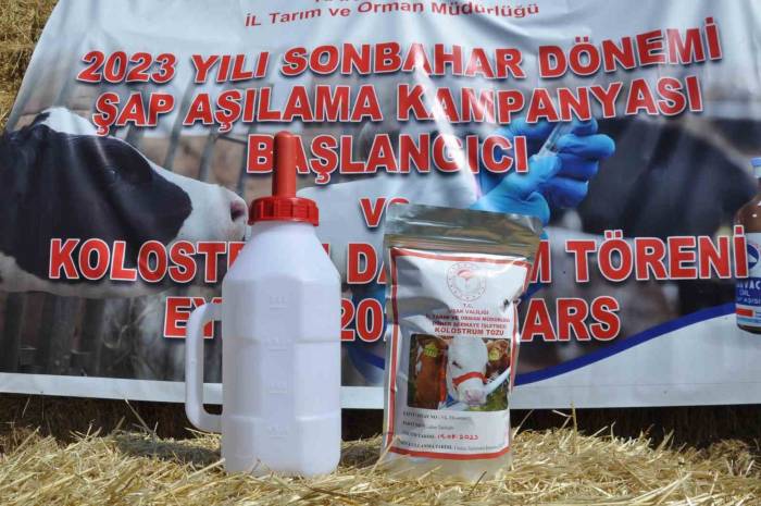 Kars’ta Sonbahar Dönemi Şap Aşılama Kampanyası Başladı