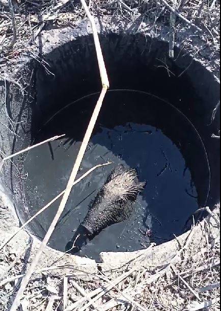 Bu Da Domuz Kurtarma Operasyonu